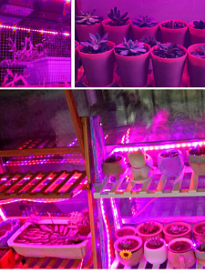 Огонек OG-LDL37 Фито-лента для растений USB (0.5м, IP65)