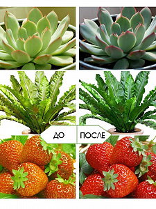 Фитолампа для растений с таймером на прищепке Огонек OG-LDP20