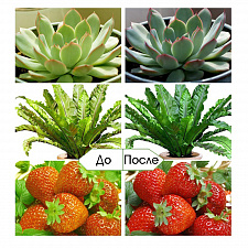 Фитолампа для растений на штативе с таймером Огонек OG-LDP07